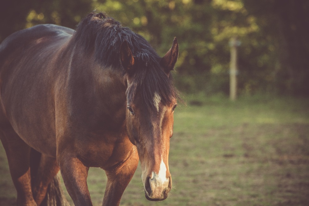 Výhody pastevního ustájení koní